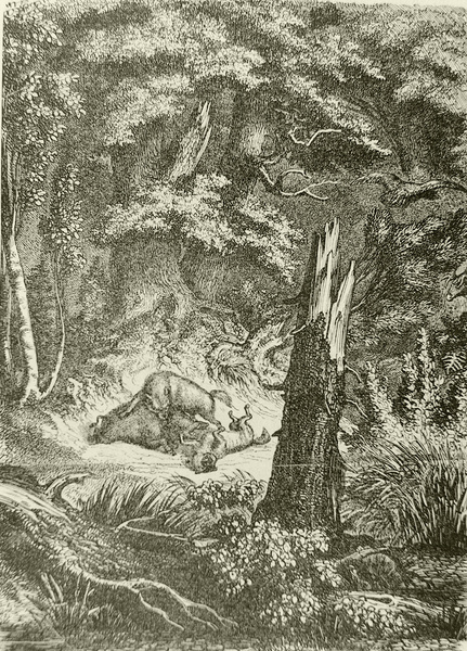 Певчие рыбы: что журнал «Вокруг света» писал о джунглях Эквадора в 1863 году