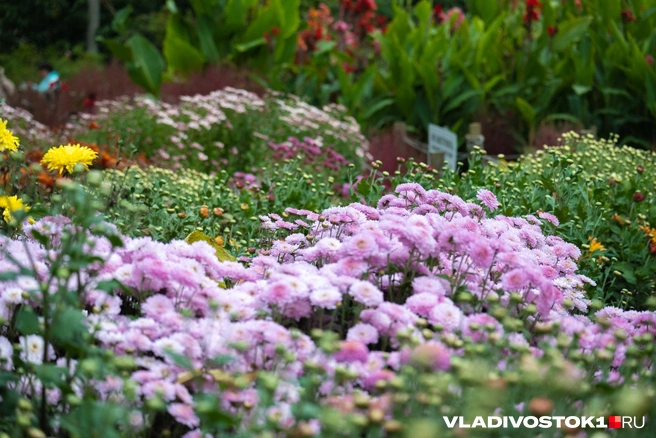 Источник: Елена Буйвол / VLADIVOSTOK1.RU