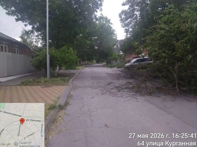 Дерево повалило прямо на проезжую часть | Источник: Юлия Мищук / Telegram.org