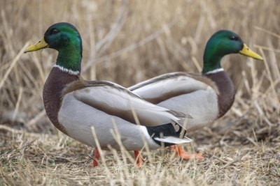Фотограф нашел Тянитолкая среди уток в волгоградском парке