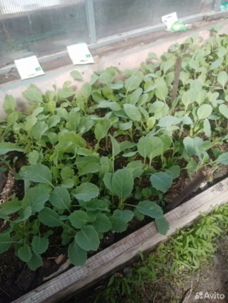 Такую рассаду капусты продают на сайте  | Источник: Сайт бесплатных объявлений
