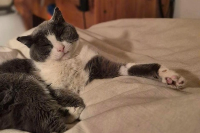 Кот-путешественник Милан потерял хвост из-за морозов