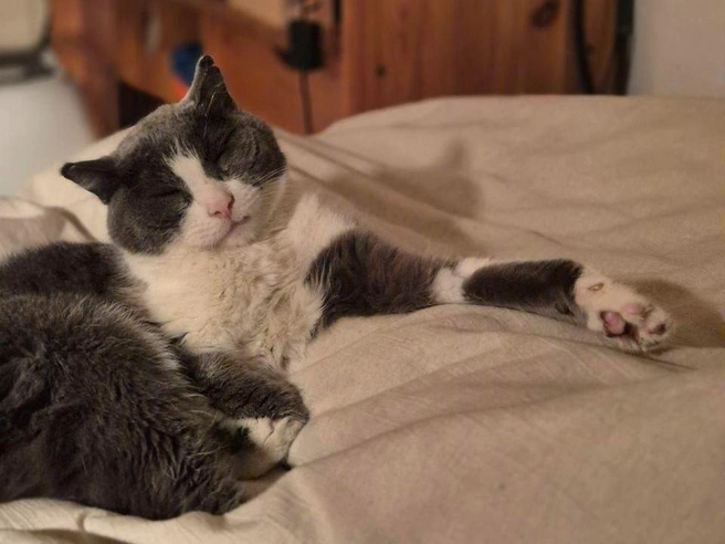 Коту-путешественнику Милану, который провел месяц на морозе во Владивостоке, сменили имидж — теперь он без хвоста | Источник: endless wonder / Telegram