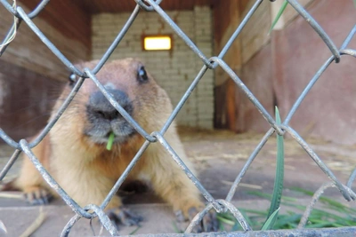 В Хвалынске проснулся сурок Друг, проспавший пол-весны