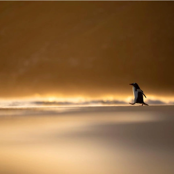 Финалист в номинации «Дикие животные» | Источник: Phillip Hall / 1839 Awards Photographer of the Year 2025
