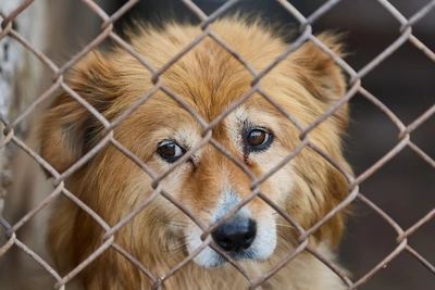 Как защититься от агрессивных собак: советы красноярского кинолога