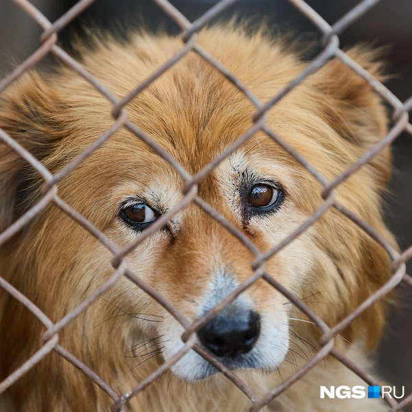 В семьи животных из приюта забирают очень редко | Источник: Александр Ощепков / NGS.RU