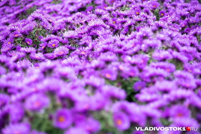 Источник: Елена Буйвол / VLADIVOSTOK1.RU