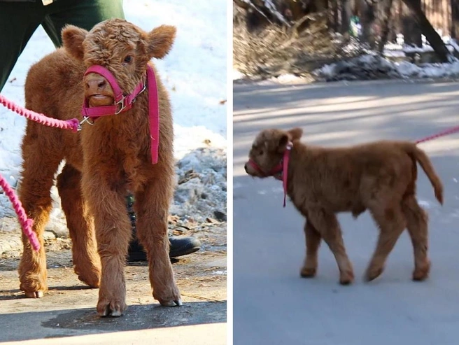 Напоминает мягкую игрушку! | Источник: Видео опубликовано в группе «ЗооГородок54» в социальной сети «ВКонтакте»