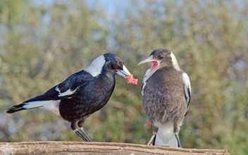 В — взаимовыручка: в Австралии птицы помогли друг другу снять GPS-трекеры
