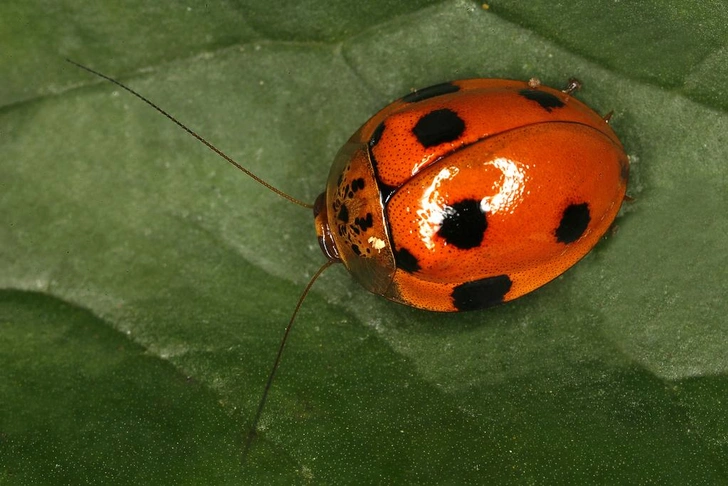 Источник: Gernot Kunz via iNaturalist.org