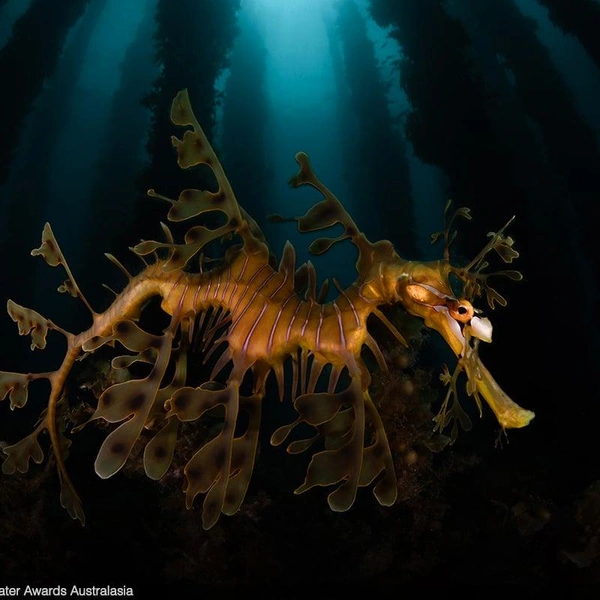 Финалист в номинации «Австралийские воды» | Источник: Lewis Burnett / Underwater Awards Australasia 2025