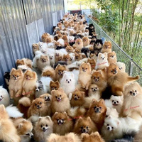 Аватарка zvm1983