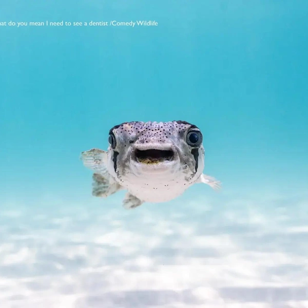 Источник: Nikon Comedy Wildlife Awards