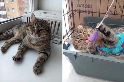 Ласковая кошка Маняша ищет дом в Новосибирске