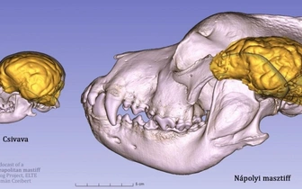 Ученые сравнили мозг мастифа и чихуахуа