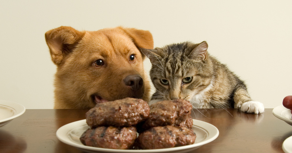 Животные с едой. Собака ворует еде со стола. Животные и еда. Животные за едой. Еда для животных.