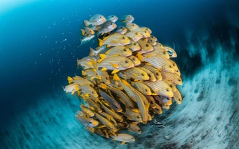 Объявлены победители конкурса Ocean Photographer of the Year 2025: таких подводных фотографий вы еще не видели
