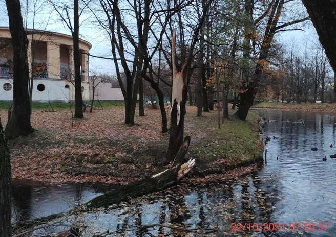 Источник: Комитет по благоустройству Петербурга