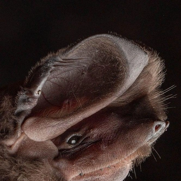 Западный зумопс (Eumops perotis) | Источник: José Gabriel Martínez-Fonseca via PetaPixel