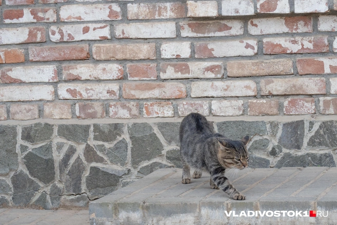 Источник: Елена Буйвол / VLADIVOSTOK1.RU