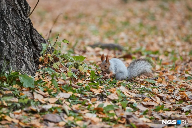 Местные переживают за природу | Источник: Александр Ощепков / NGS.RU