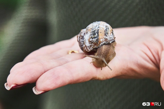 «Улиток кормим и очищаем так, чтобы их пищеварительная система была полностью свободна от песка, травы или земли еще до кухни. Никакого запаха тины или болота — только чистый вкус. Мы не готовим „спящих“ улиток, как на массовых производствах, где 5–10% моллюсков могут быть мертвы. Тройной ручной отбор: на кухню попадают только живые и активные улитки», — рассказывают Елена и Дмитрий | Источник: Роман Данилкин / 63.RU