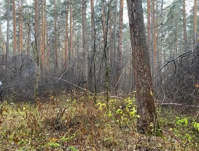 Источник: СУ СК по Свердловской области