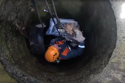 В Сочи МЧС спасло собаку из трёхметрового колодца