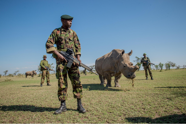 В мире осталось 2 северных белых носорога, обе самки. Как их надеются спасти от вымирания?