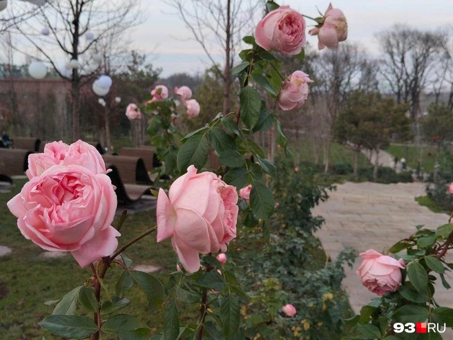 Роза названа в честь английского садовода, писательницы и художницы | Источник: Екатерина Железнова / 93.RU
