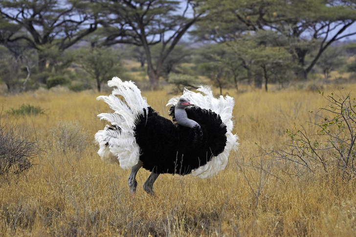 Страусиные хитрости: как выживает самая большая в мире птица