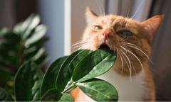 Топ-5 самых опасных растений для кошек и собак