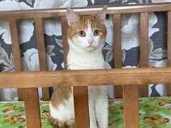 Хозяин Твикса добьется наказания проводницы, выбросившей кота из поезда: «Восемь дней он боролся за жизнь!»