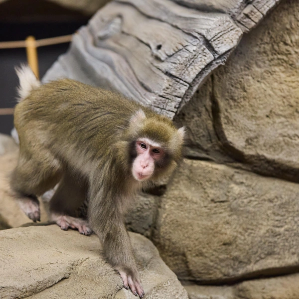 В вольере много камней и дерева  | Источник: Александр Ощепков / NGS.RU