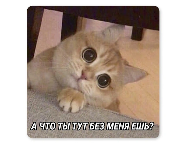 Ну и как отказать таким глазкам? | Источник: Мария Романова / Городские медиа