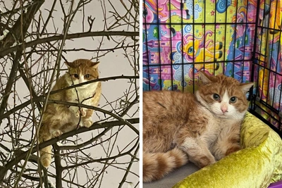 Кот Синичкин выжил на сале для птиц и ищет дом