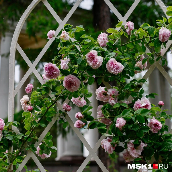 Источник: Юлия Морозова / MSK1.RU