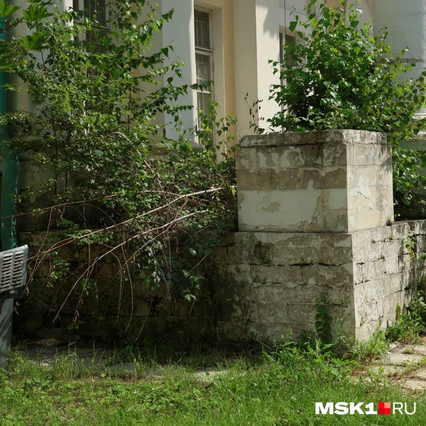Некоторые деревья уже высохли | Источник: Артем Устюжанин / MSK1.RU