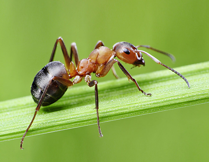 iStock