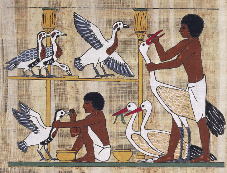 Это лакомство фараонов из Древнего Египта стало деликатесом в современных ресторанах