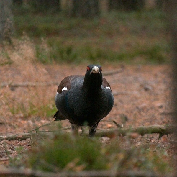 Источник: Павел Глазков / «Каждой твари по паре» 