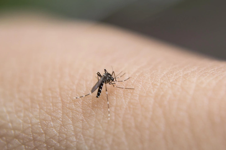 комар Aedes | Источник: iStock
