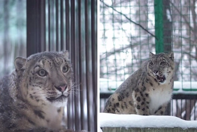 Самка снежного барса Серебряна вышла к посетителям в Новосибирске