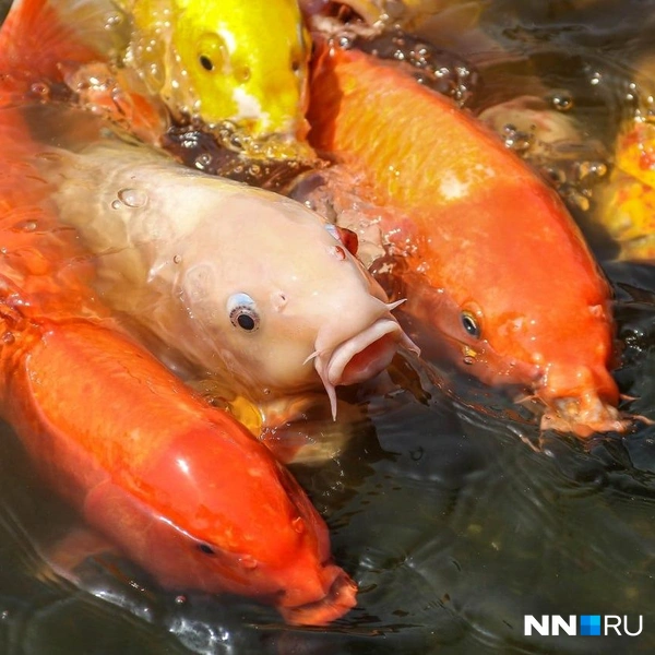 Гуанчжоу глазами россиянки: куда сходить и что съесть, если китайская кухня вам не по душе