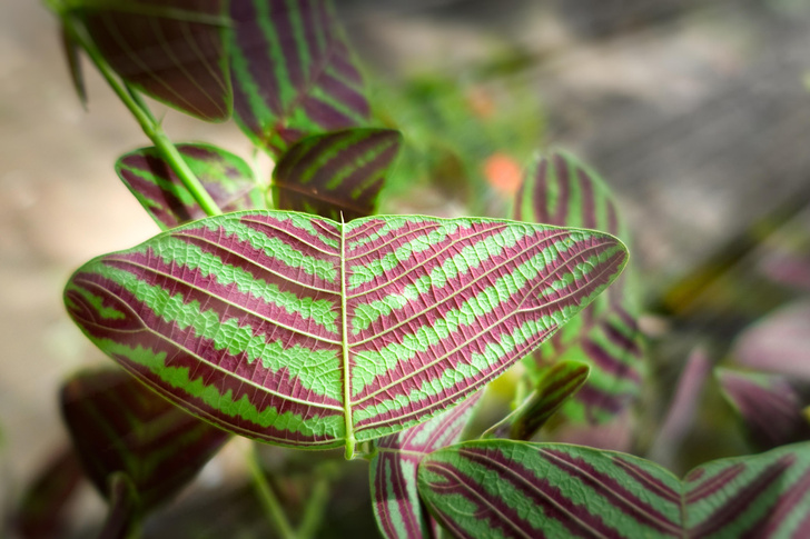 8 необычных растений со странными способностями