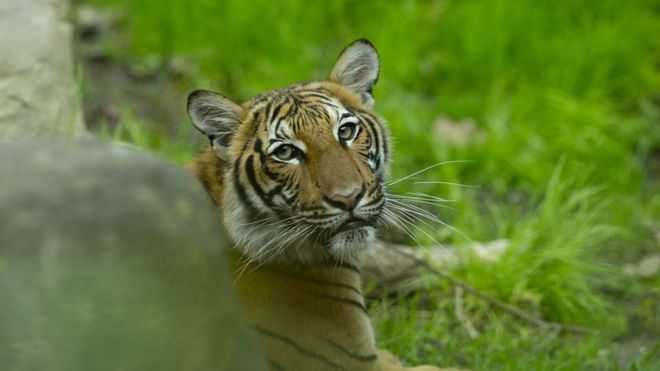 В американском зоопарке тигрица заразилась COVID-19