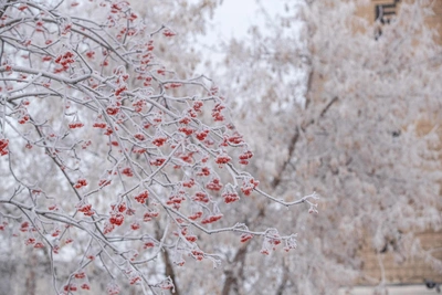 В Кургане прогнозируют снег и морозы до -30