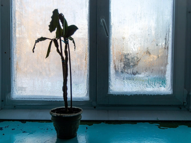 Утром в Новосибирске температура опустилась до -7 градусов. | Источник: Александр Ощепков / NGS.RU