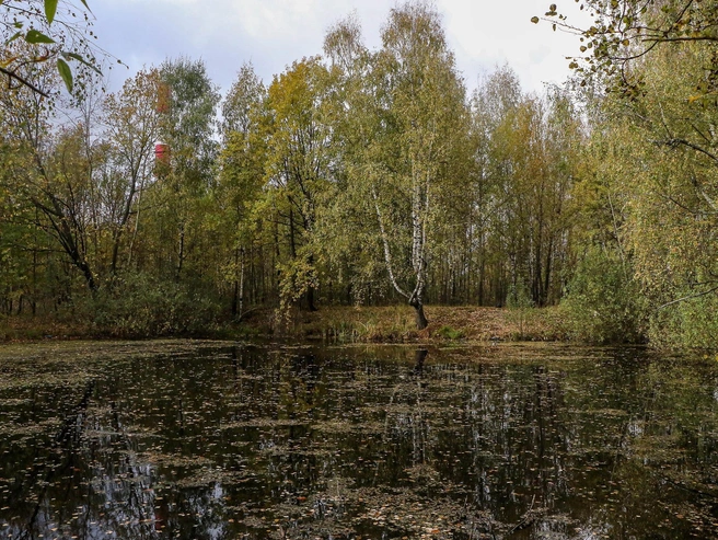 Небольшое озеро в лесу | Источник: Наталья Бурухина / NN.RU